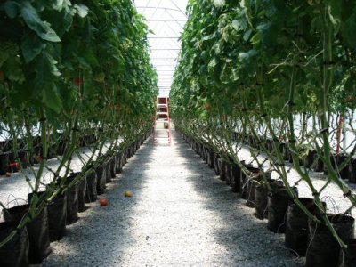 Mature Crop of Tomatoes grown hydroponically in the greenhouse