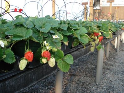 image of strawberries on tables in a greenhouse